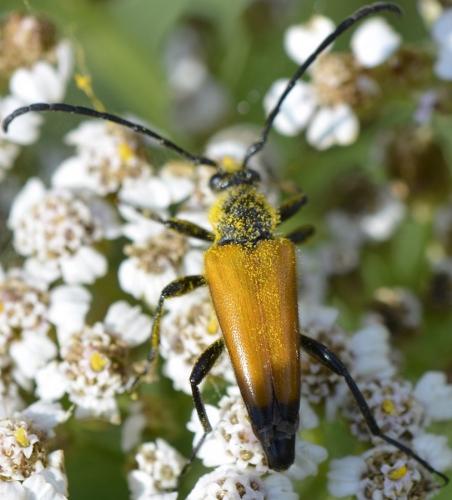 Réf. 219 145 : Stictoleptura fulva